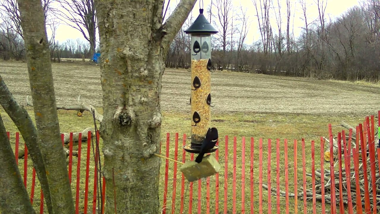 Late start to the feeder cam