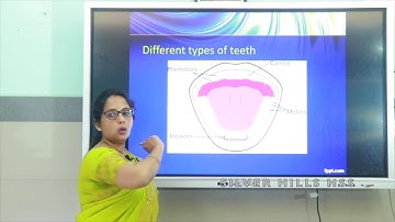 SILVER HILLS HSS | Std VII | Basic Science | THROUGH THE ALIMENTARY CANAL (PART 2) | Ms Reena