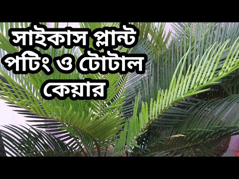 ভিডিও: কখন সাইকাস রিপোট করবেন?