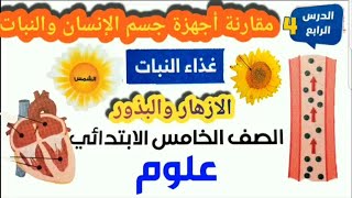 .علوم.الصف.الخامس.مقارنة.اجهزة.جسم.الانسان.والنبات.غذاء.النبات.الازهار.والبذور.الترم.الاول.