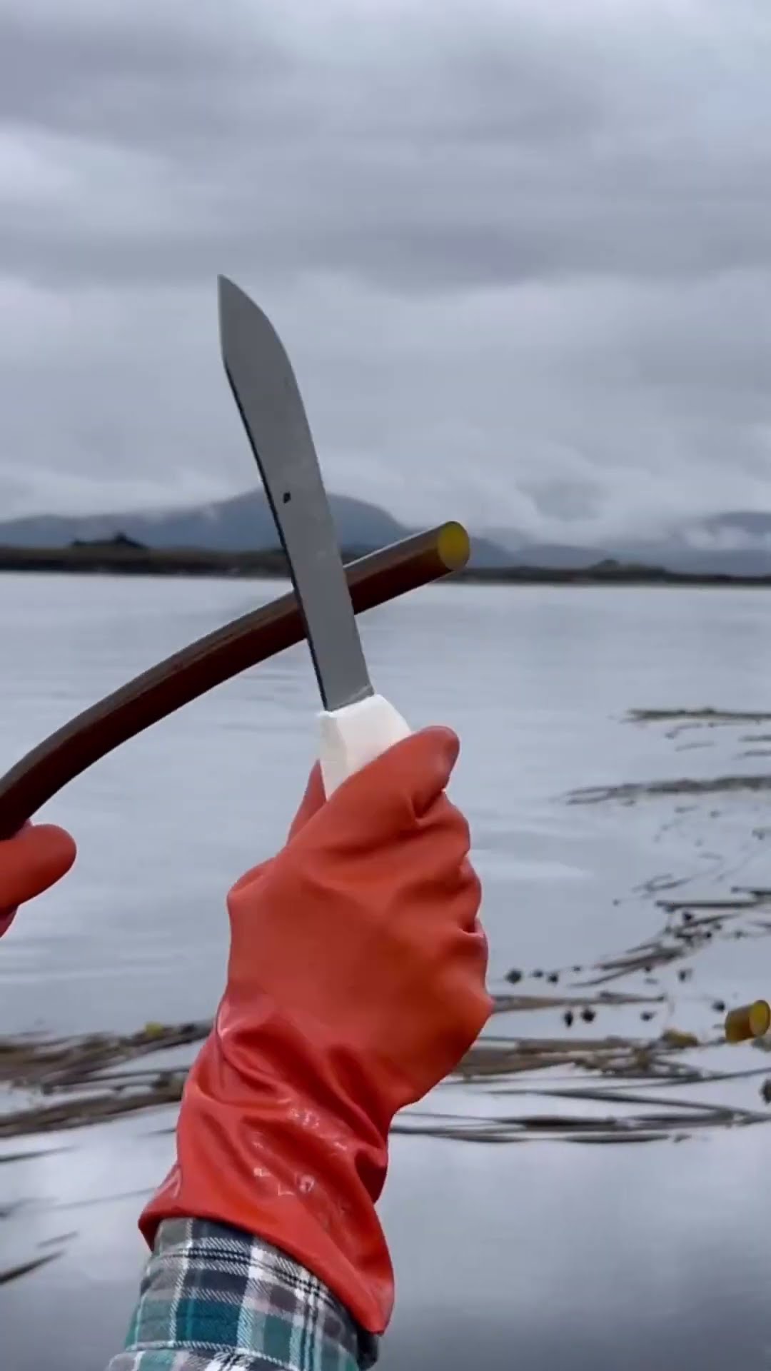 this fruit found on the river bank #shortsvideo