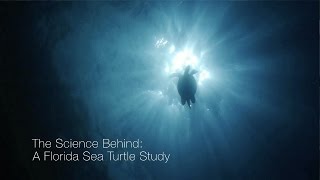 A Florida Sea Turtle Study