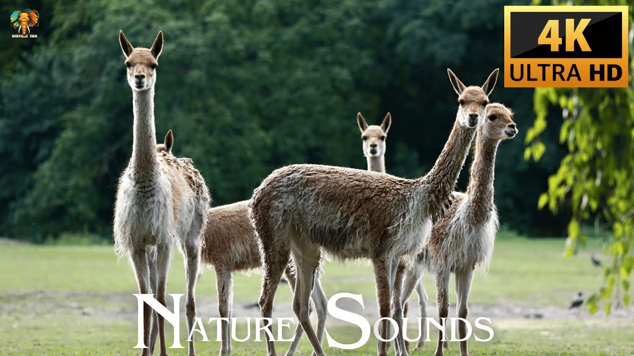 NATURE SOUNDS 4K ULTRA HD WITH ANIMALS - YouTube