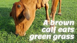 A brown calf eats green grass