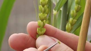 كيف تقوم بعملية الخصى والتهجين فى نبات القمح How to make emasculation and crossing in wheat plant