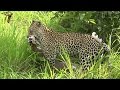 Leopard Catches A Duiker!  Leap Of Leopards: Mother And Cubs (22)