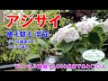 【植え替え・剪定】もらったアジサイ♪ お手入れや剪定の方法をご紹介♪【コメントの返信や店舗の案内も少しだけ】