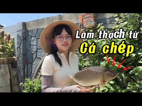 Làm Thạch Từ Vảy Cá Câu Được | Câu Đài | Mây Fishing
