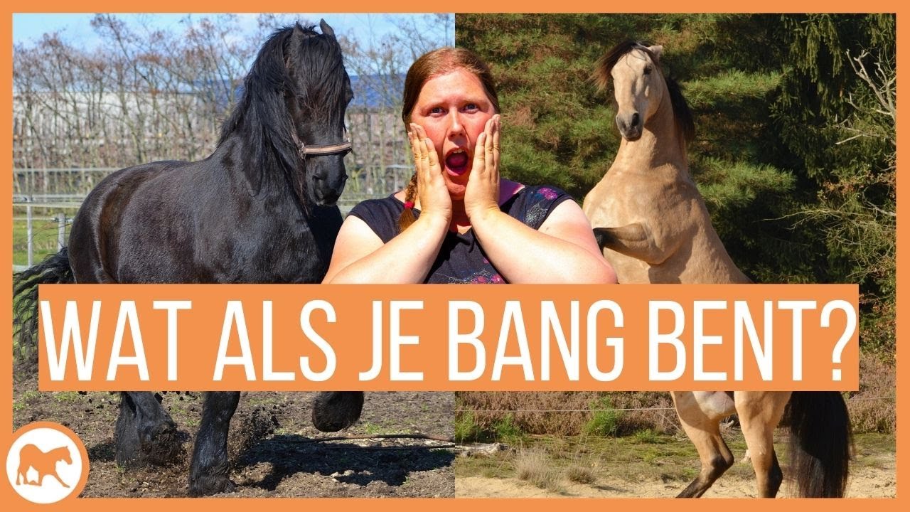 maak je jouw paard bomproof? - YouTube