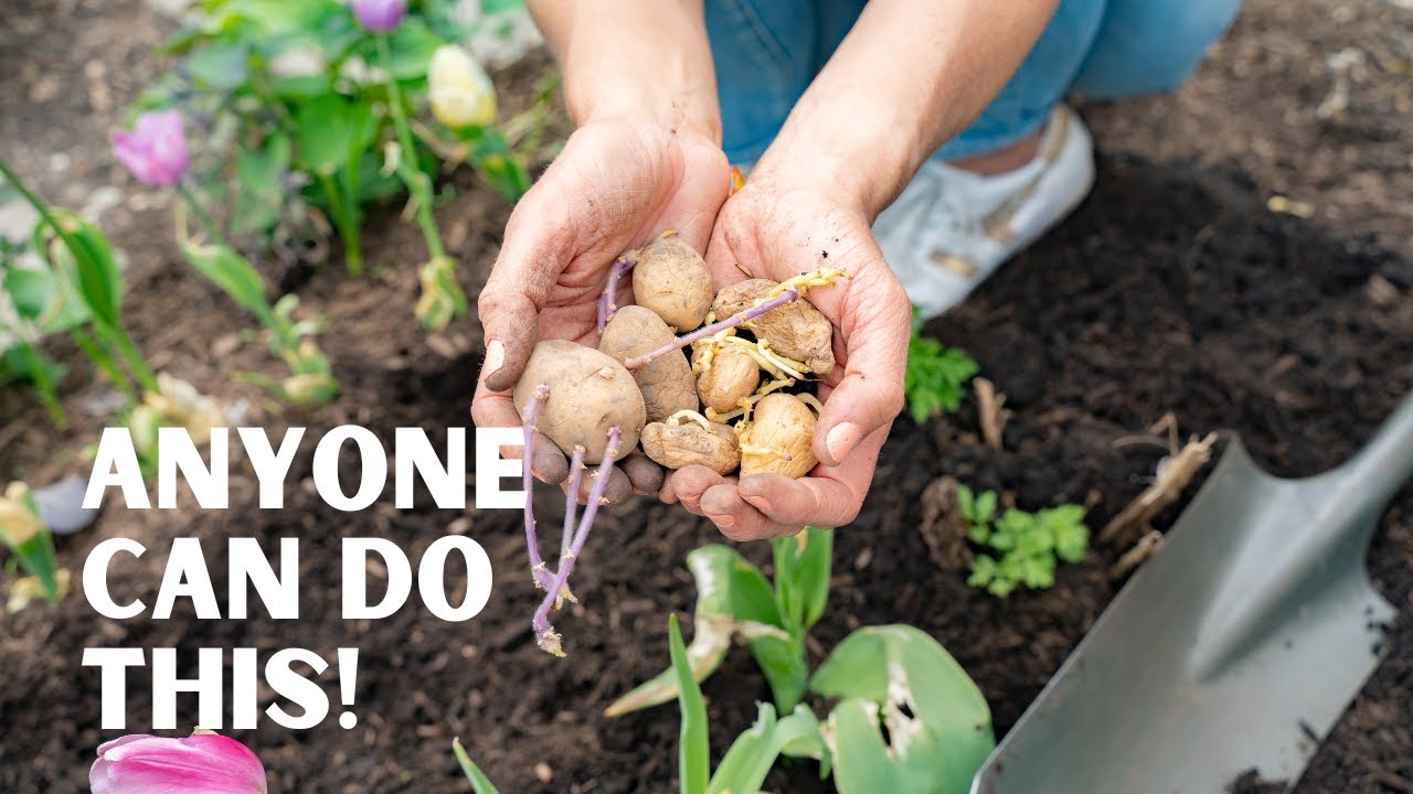 Easy Steps to Plant Organic Potatoes and Grow Potatoes Without Using a Container, Pot, or Bag