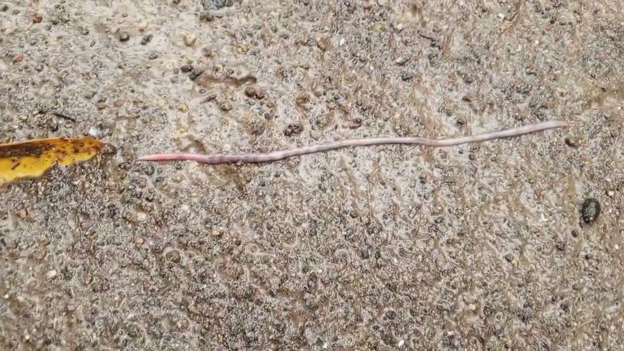 Cute worms 🪱🪱🪱🪱 😻😻🤭