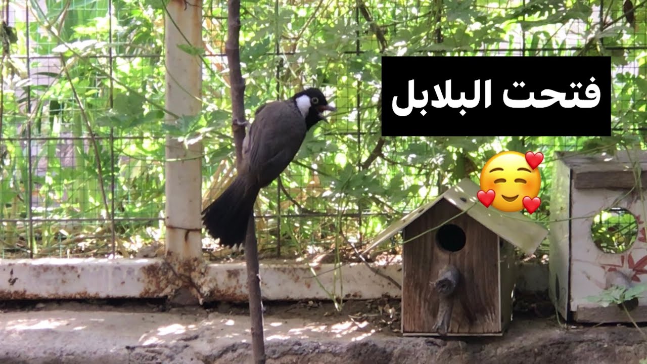 واخيراً فتحت البلابل +البنكالي بالمحمية 🤲