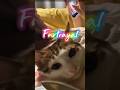 Furtrayal #cat #foryou #shortsfeed #shortvideo #funny #shorts