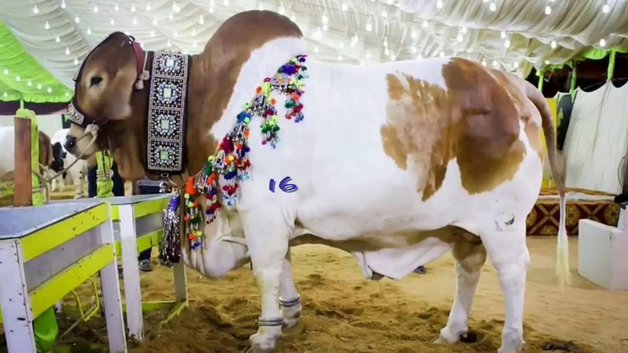 Biggest Bull and Cows for qurbani  2018 EID ul Adha