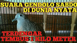 CONTOH SUARA BURUNG PERKUTUT GENDOLO SABDO TEMBUS 1 KILO METER