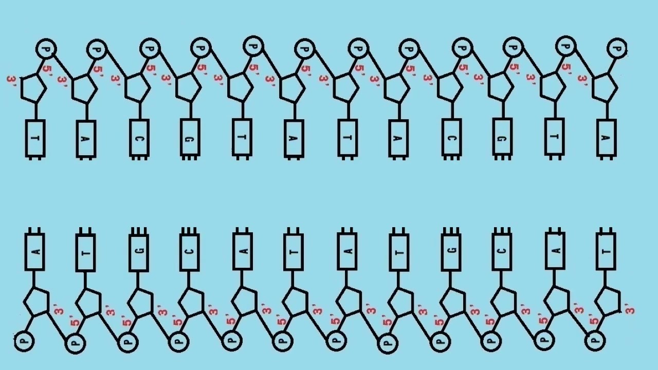 PCR法とは(PCRの原理と実際 詳細版)高校生物実験