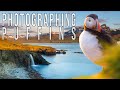 Puffin Photography in EAST Iceland