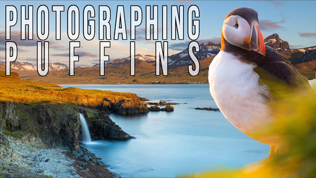 Photographing Atlantic Puffins in Iceland