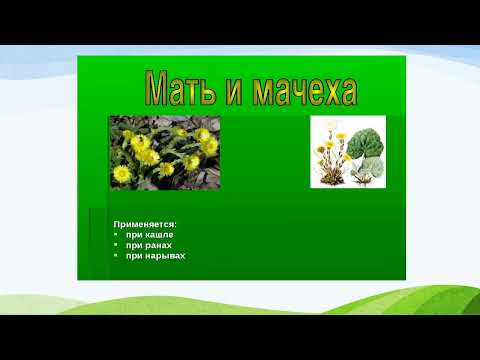 Медиа-презентация "Зелёная аптека"
