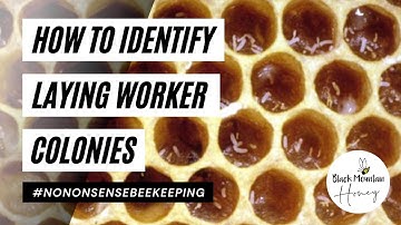 How to Identify Laying Workers