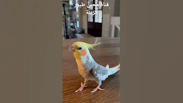 طائر الكوكتيل يتكلم ويرقص 