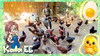 dan ji ji nong chang learning about eggs first chicken farm