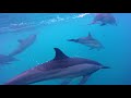 Swimming and freediving with dolphins in fernando de noronha brazil