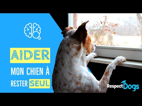 Vidéo: 5 façons de compenser votre chien seul