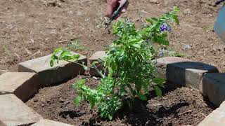 How to Grow and Care for Duranta Plant (Golden Dewdrops)