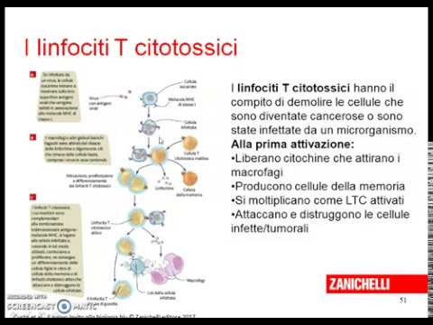 sistema immunitario parte 3 allergie e linfociti T