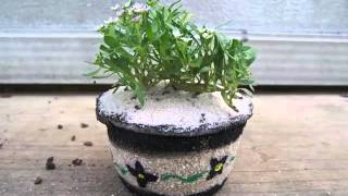 Alyssum In Pots Picture Ideas For Wedding | Alyssum In Pots Romance