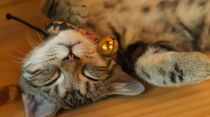 Video 11239241: cats funny weird, funny cat sleeping, funny pets