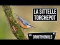 La sittelle torchepot  les ornithonuls 2