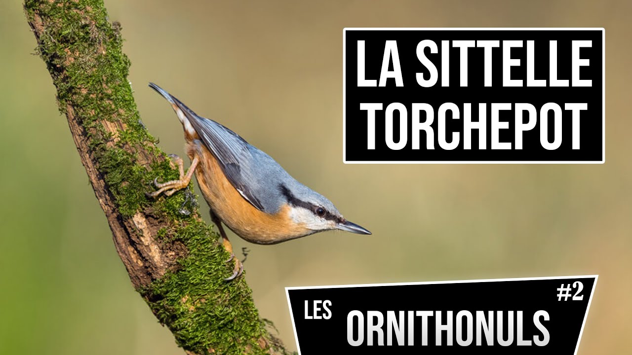 LA SITTELLE TORCHEPOT LES ORNITHONULS 2 YouTube — free download