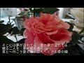 昭和の歌4101#愛の園 布施明