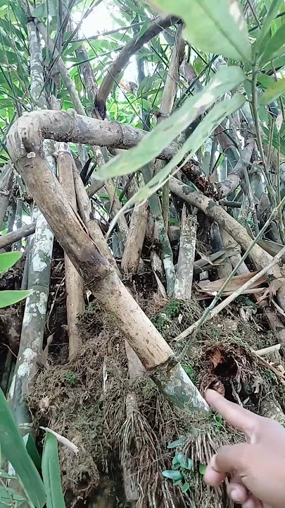 ciri ciri bambu ada isinya 😱 #shorts #explore