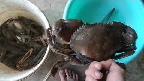 Cha đi dỡ lú 12 cửa ngục dính cua 🦀 tôm 🦐 quá trời I @SangCamau