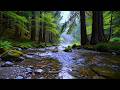 Deep Sleep &amp; Stress Relief by a Peaceful Forest River | Relaxing Water &amp; Bird Sounds Ambience