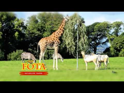 fota 自動車 BRING OUT YOUR WILDSIDE