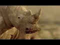 The rhino war  wildlife documentary