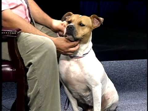 Good to Know - Animal Services