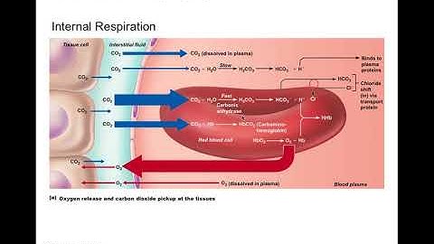 Chapter 22 Respiratory System Part 3