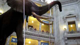 Smithsonian Museum of Natural History - Washington DC - July 2009