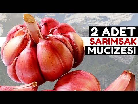 2 Diş Sarımsak Yiyen Yaşadı | Sarımsağın Faydaları Ve Zararları Nelerdir?