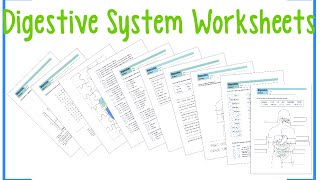 Digestive System Worksheets