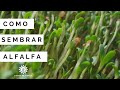 Como Sembrar ALFALFA En Maceta/ germinar alfalfa/manos de tierra