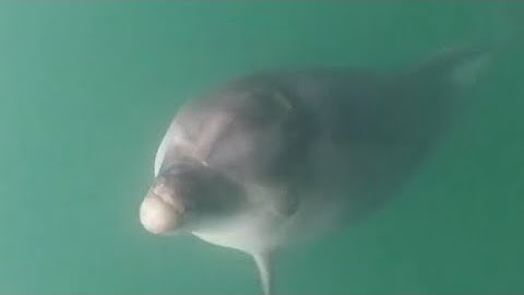 Cá heo mũi chai dễ thương #shorts