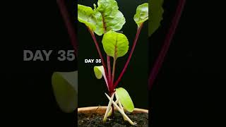 EPIC Beetroot Growing Timelapse! (100 Days)