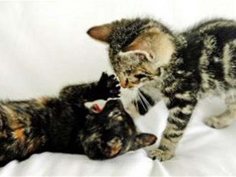How To Acquaint Cats To Each Other