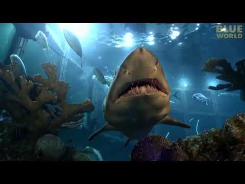 Video: Una guida completa al New England Aquarium